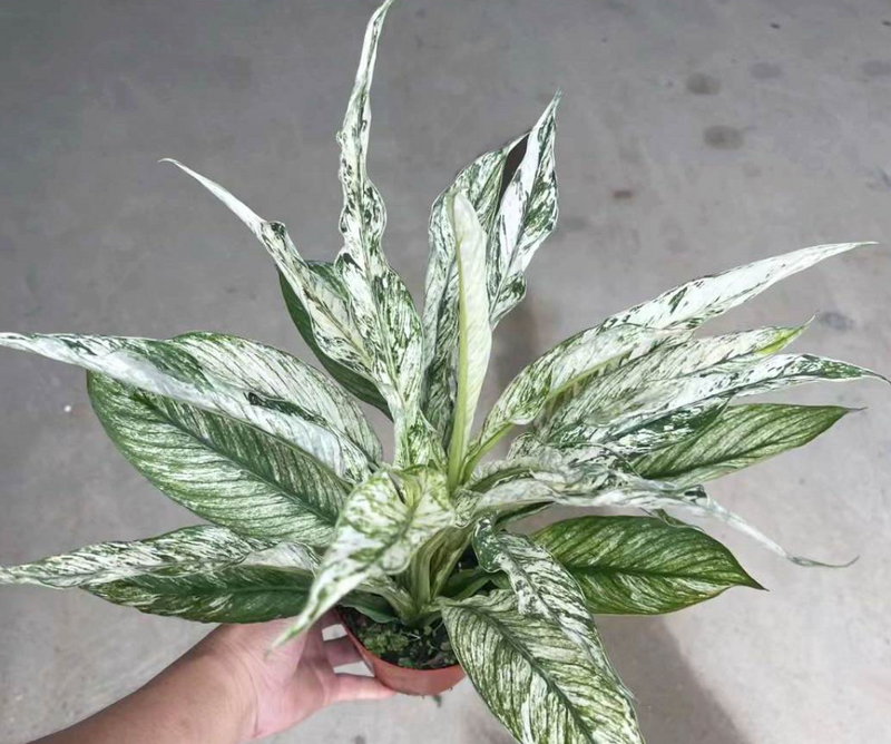 Spathiphyllum Sensation Variegated