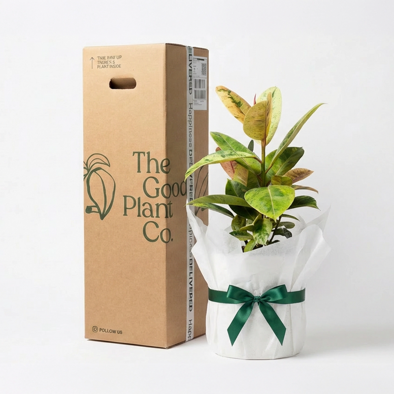 Ficus Shivereana and Pot Gift