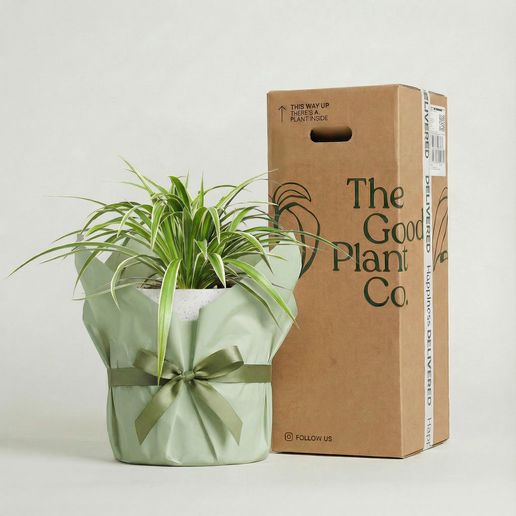 spider plant gift Premium Indoor Spider Plant & Pot Gift: The Good Plant Co's Selection