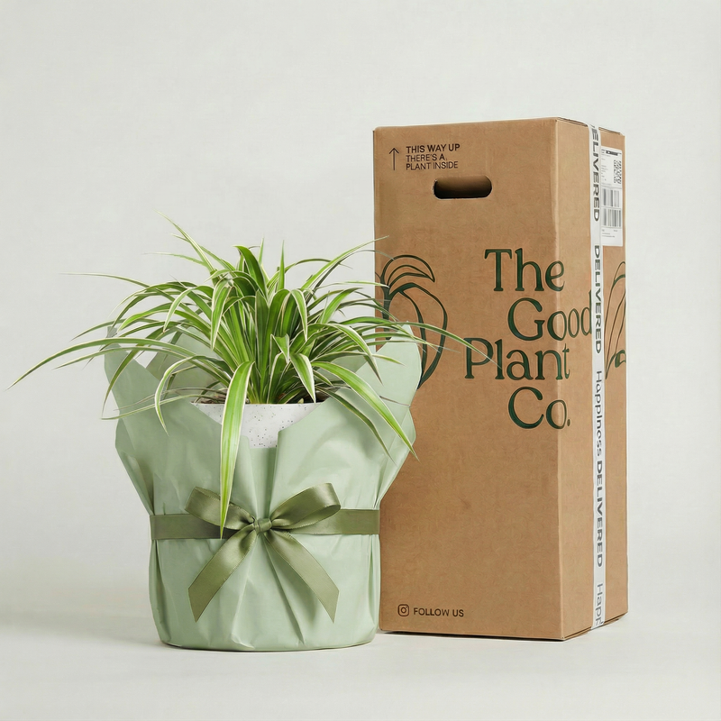 Spider Plant and Pot Gift