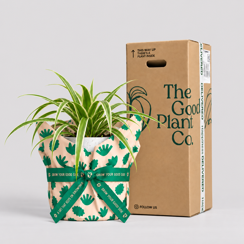 Spider Plant and Pot Gift