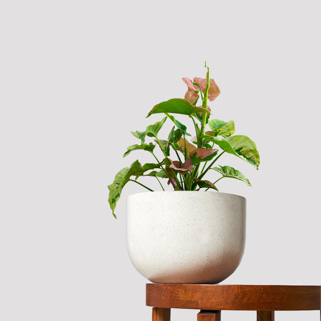 Syngonium Pink Splash (Trispot)