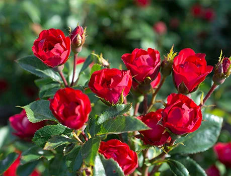 Red Rose 'Zepeti Rose '