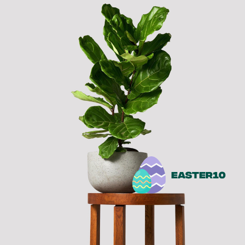 Fiddle Leaf Fig