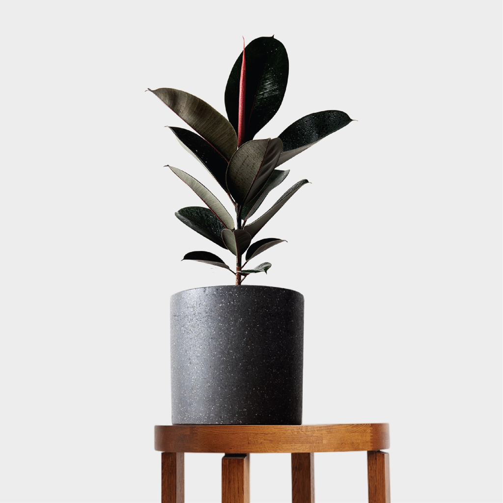 Burgundy Rubber Tree Plant with deep green leaves, hint of red and Grey Cylinder Pot