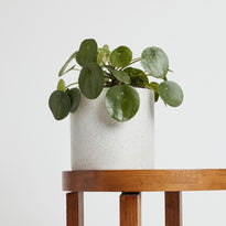 Chinese Money Plant in White Pot on Table from The Good Plant Co