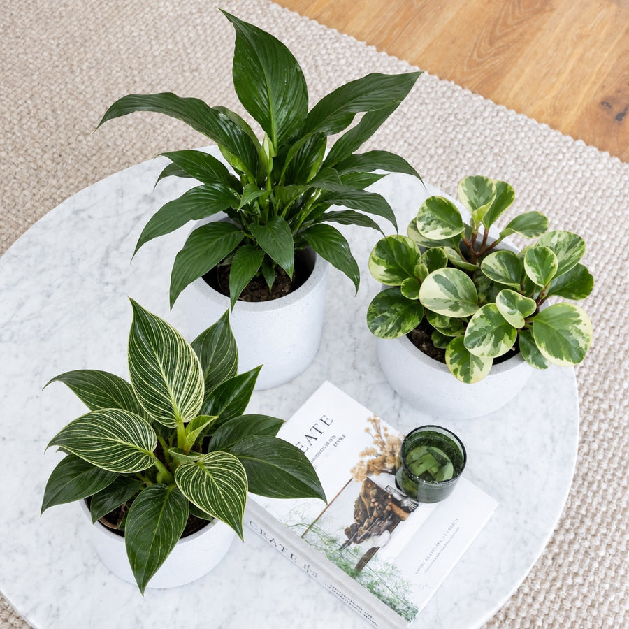 Overhead view of a medium Peace Lily and medium Philodendron Birkin in white Medium Jardin pots, with variegated Peperomia in a white Small Pierre pot on a marble coffee table.