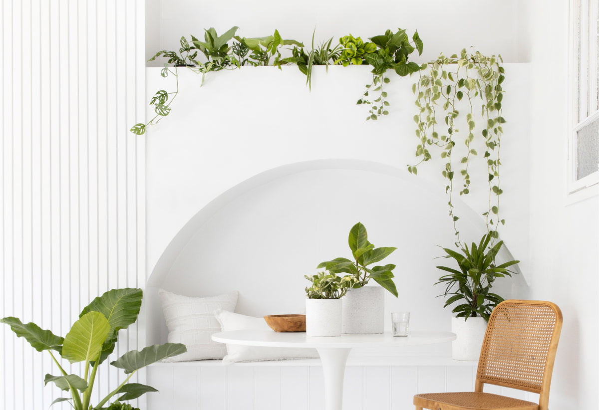 plant gift delivery Sydney