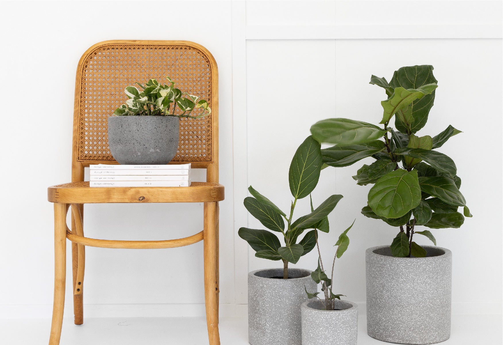 Dwarf Elephant Ears and Raindrop Peperomia Plants