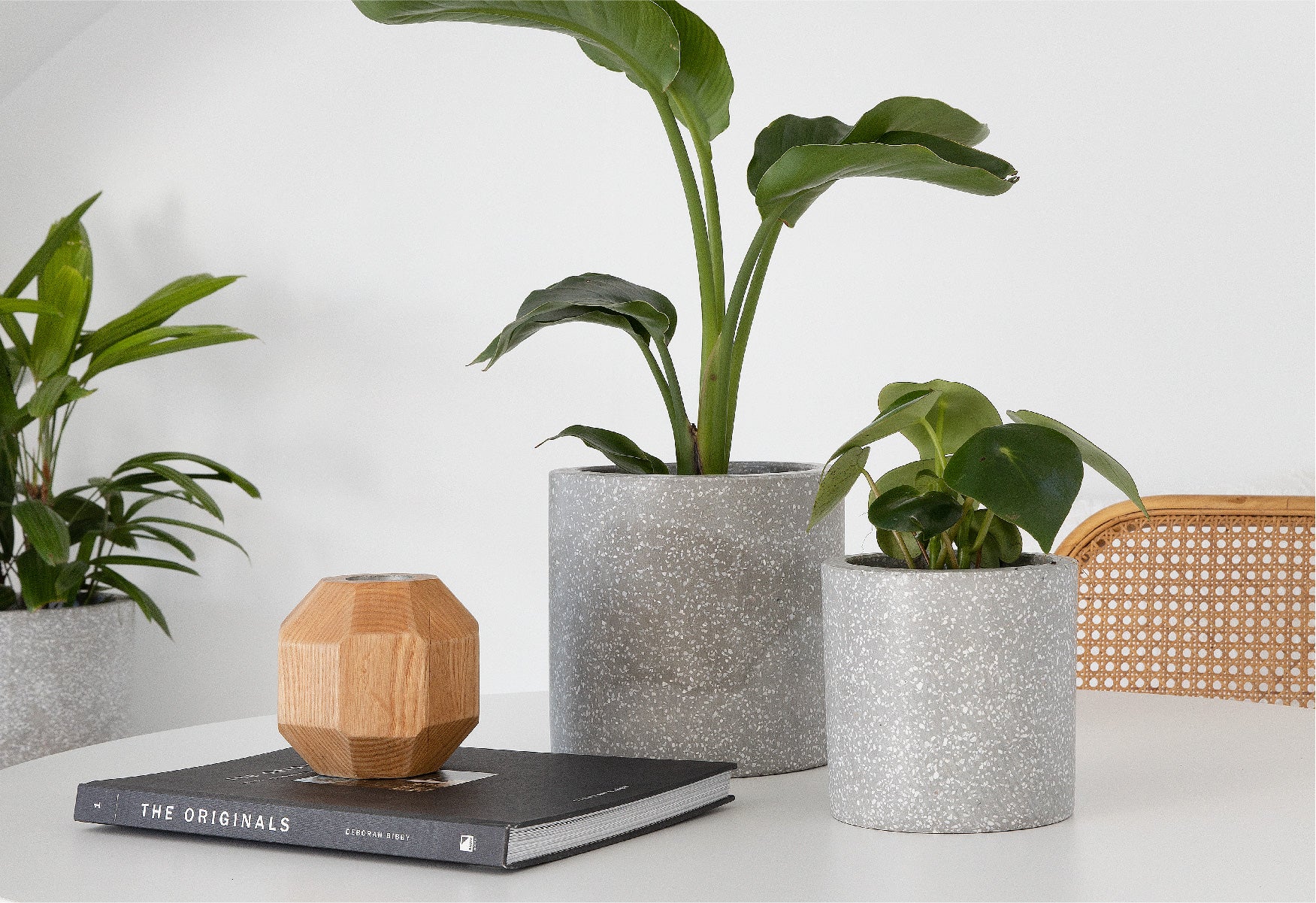 Peace Lily and Sansevieria Hahnii in Grey Pots