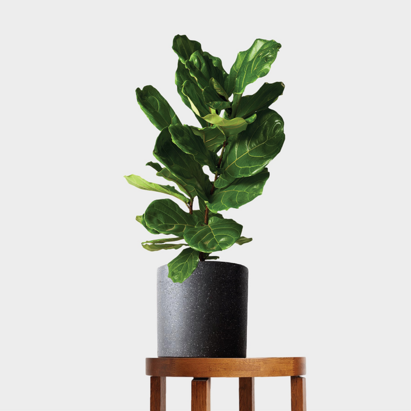 Fiddle Leaf Fig and Pot Gift