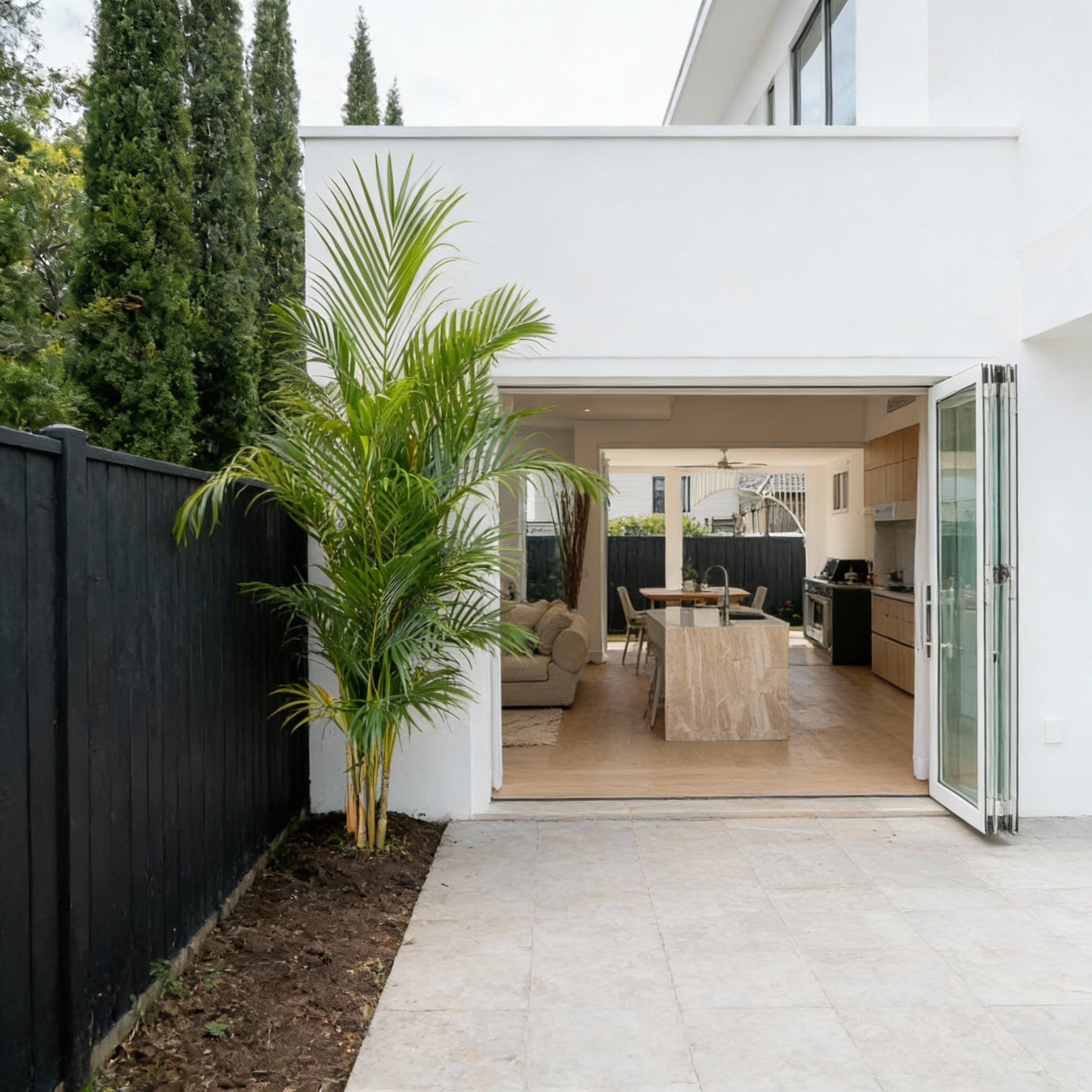 Golden Cane Palm - Brisbane Drop Off Only