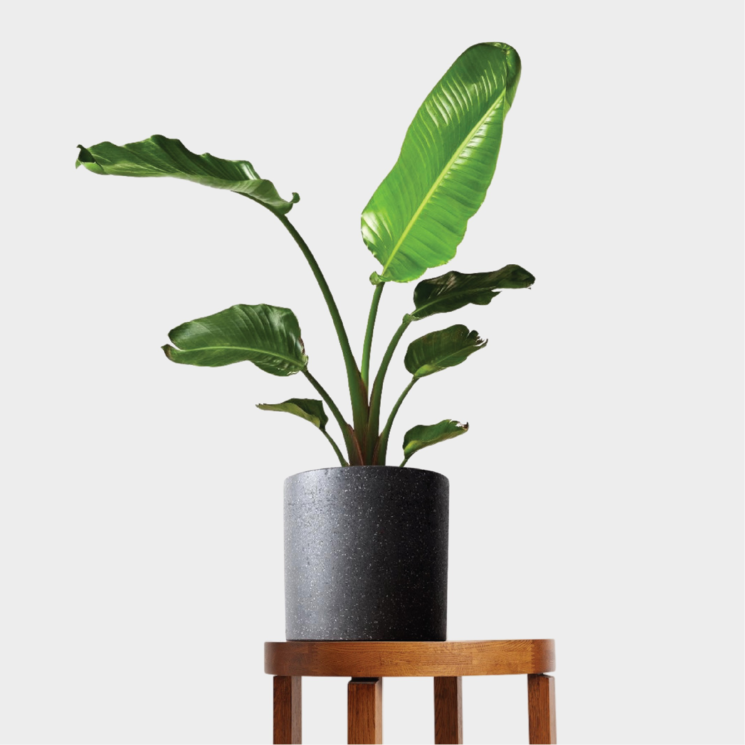 Giant Bird of Paradise Plant and Pot Gift on a timber table from The Good Plant Co