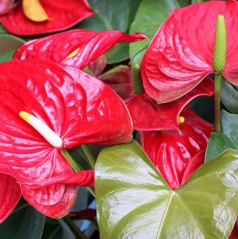 Red Anthurium flowers and green leaves