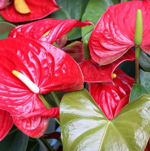 Red Anthurium