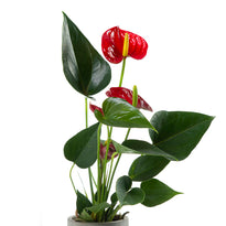 Anthurium plant with red flowers