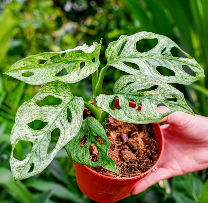 Monstera Adansonii Mint