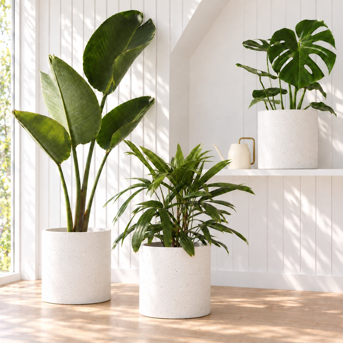 Giant Bird of Paradise, Lady Palm and Monstera Deliciosa in white Jardin XL pots in a sunlit living room.