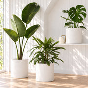 Giant Bird of Paradise, Lady Palm and Monstera Deliciosa in white Jardin XL pots in a sunlit living room.