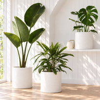 Giant Bird of Paradise, Lady Palm and Monstera Deliciosa in white Jardin XL pots in a sunlit living room.