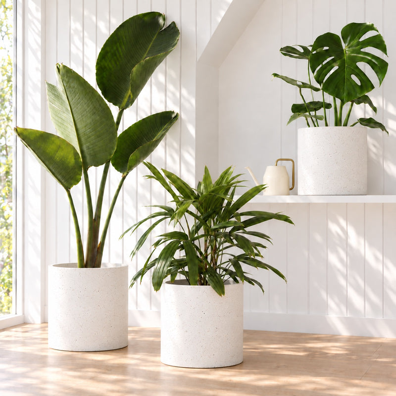 Indoor Plants for Living Room
