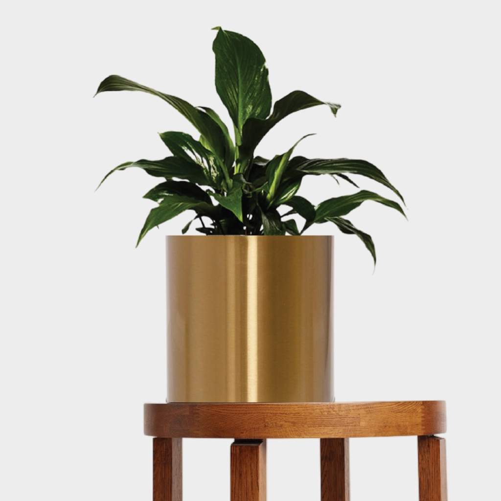 Laiton Brass Plant Pot with Peace Lily Medium from The Good Plant Co