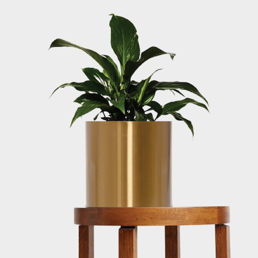 Brass Plant Pot Gold | Buy High-Quality Pots for Your Indoor Plants