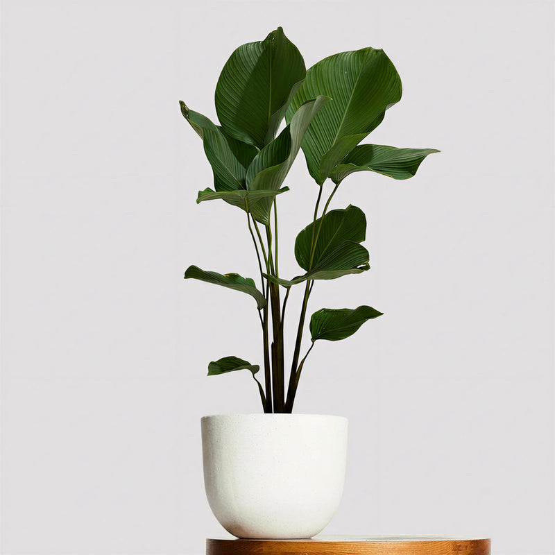 Calathea Lutea