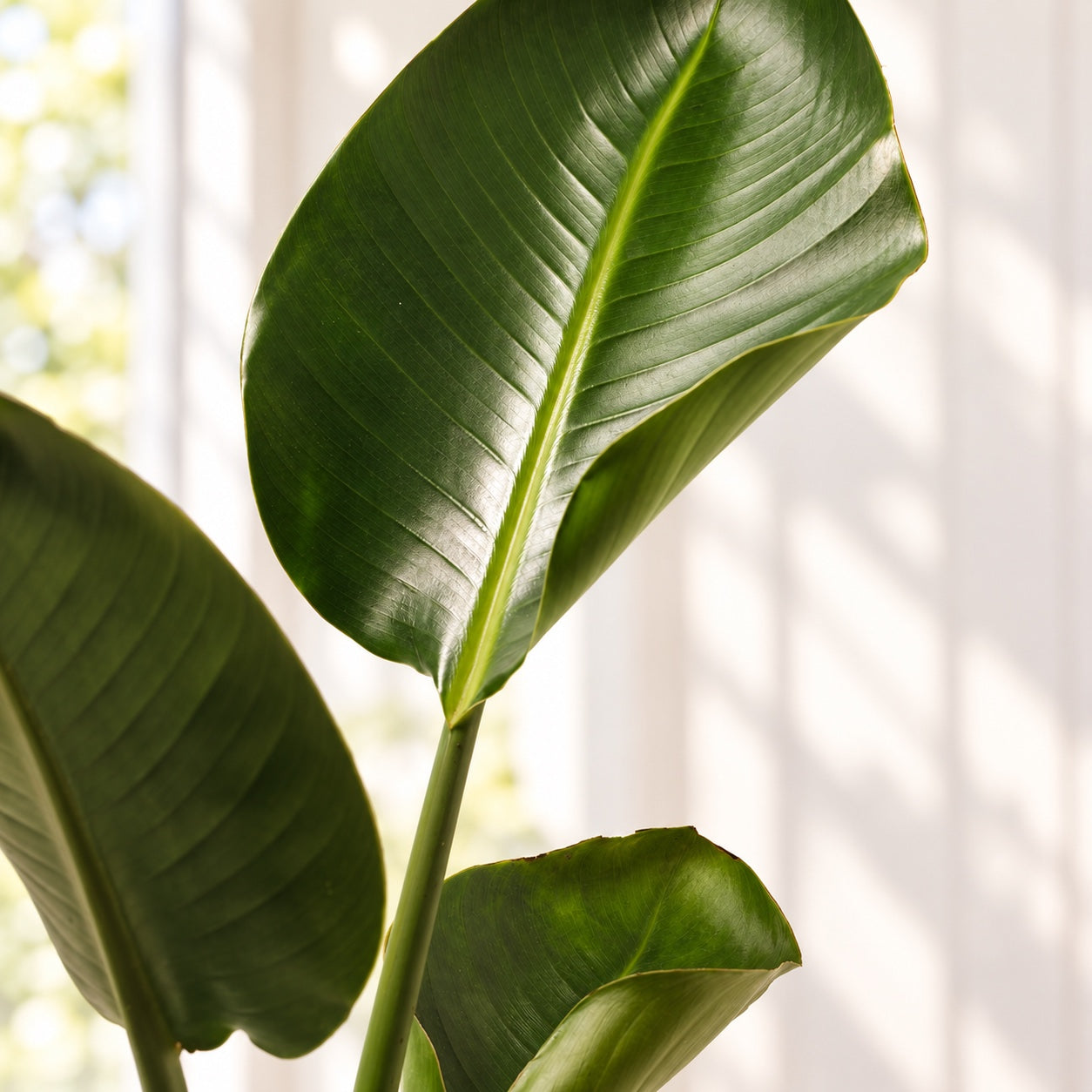 Close-up of a Giant Bird of Paradise leaf showing its central midrib, fine veins and natural green texture.