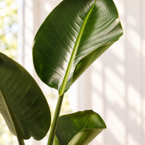 Close-up of a Giant Bird of Paradise leaf showing its central midrib, fine veins and natural green texture.