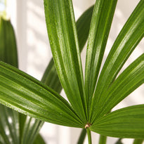 Close-up of a Lady Palm fan showing pleated green leaf segments, fine veins and small water droplets.