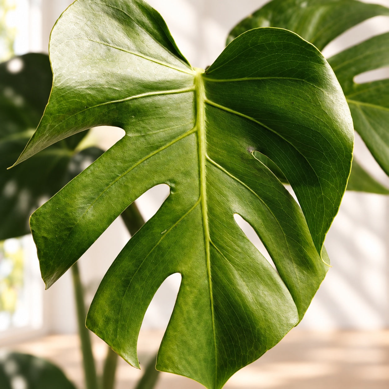 Close-up of a Monstera Deliciosa leaf showing natural splits, fenestrations and branching veins.