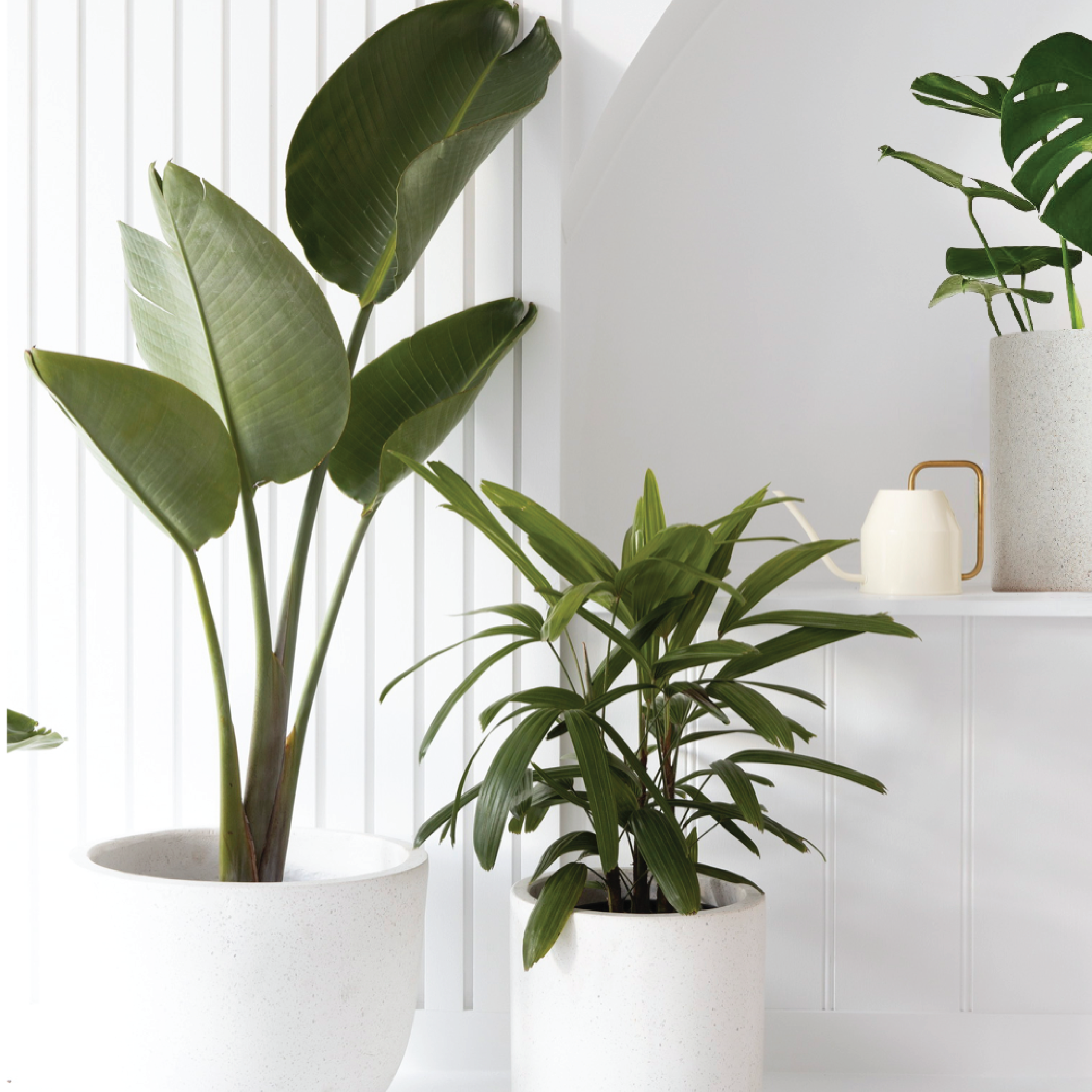 Collection of Indoor Plants for Living Rooms with beautiful White Pots from The Good Plant Co