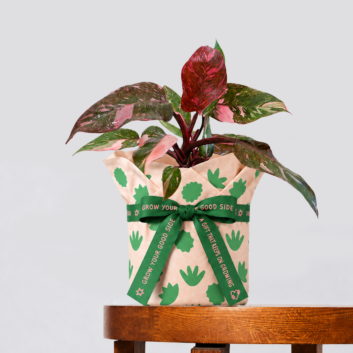 Marble Pink Princess and pot gift in peach leaf-pattern wrapping with a printed green ribbon on a wooden table.