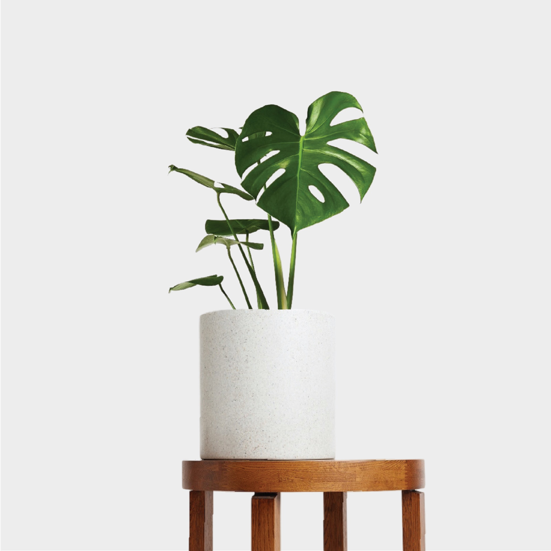 Monstera Deliciosa Plant and Pot Gift Set from The Good Plant Co