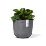 Oslo Eco Pot in Grey featured with a Baby Rubber Plant