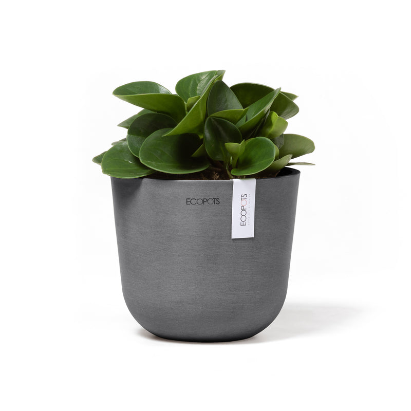 Indoor Plant in a Oslo Grey eco pot at The Good Plant Co