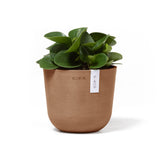 Oslo Eco Pot in Terracotta featured with a Baby Rubber Plant