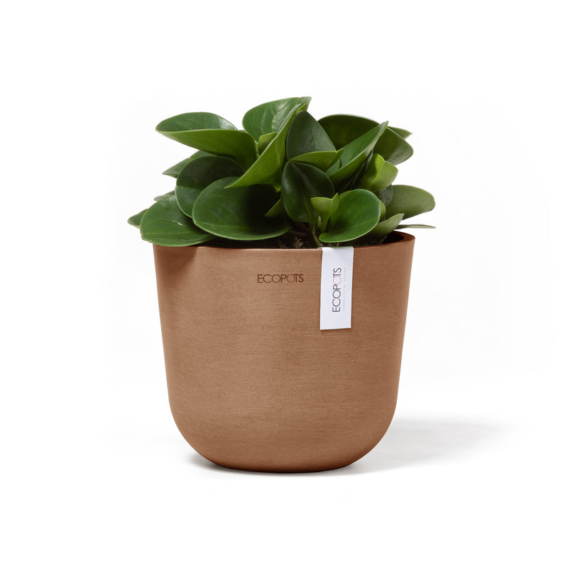 Baby Rubber Plant in a Oslo Terracotta Eco Pot