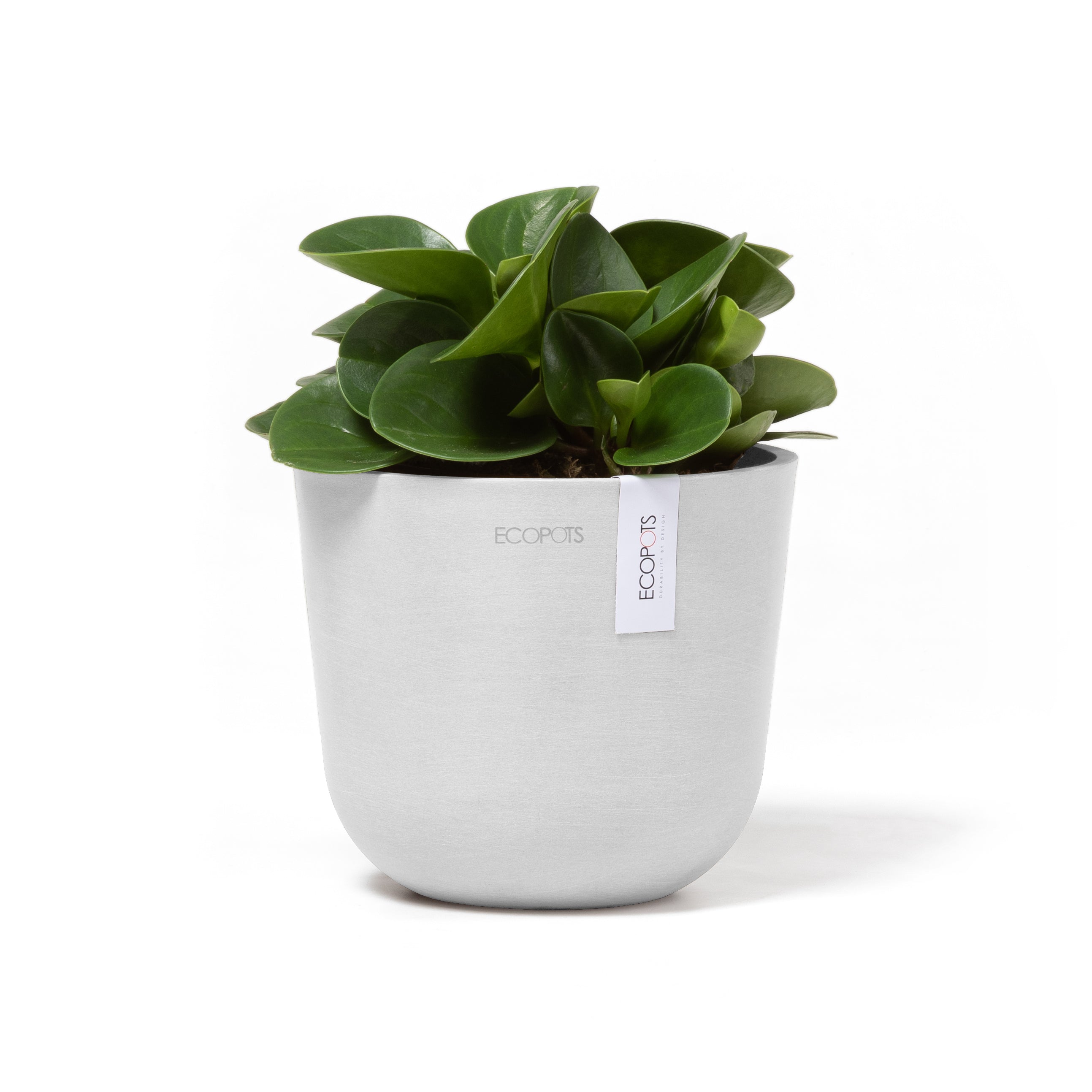 Oslo Eco Pot in White featured with a Baby Rubber Plant