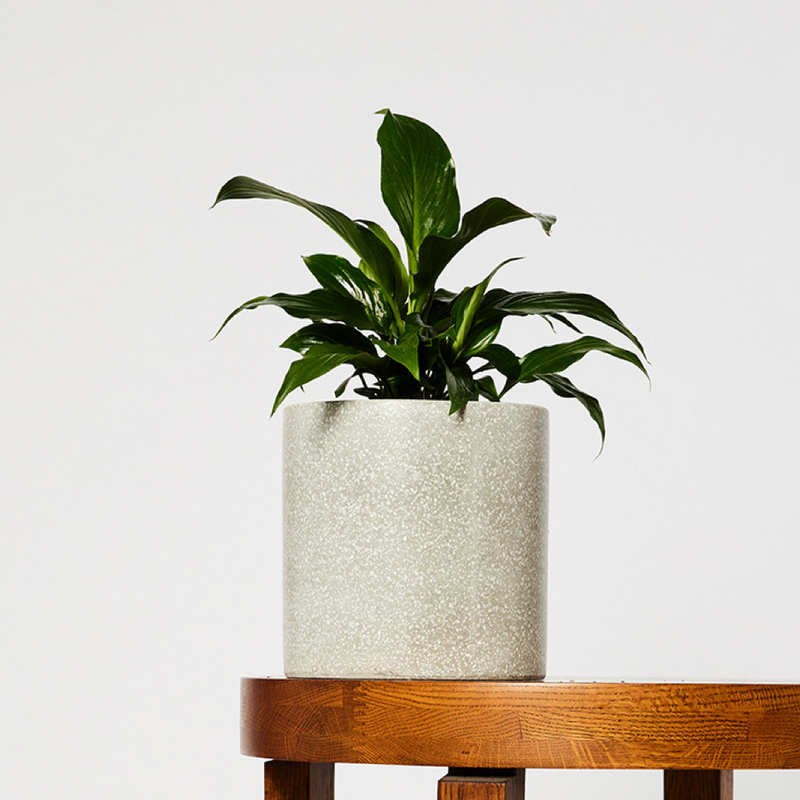 Peace Lily Plant and Pot Gift from The Good Plant Co