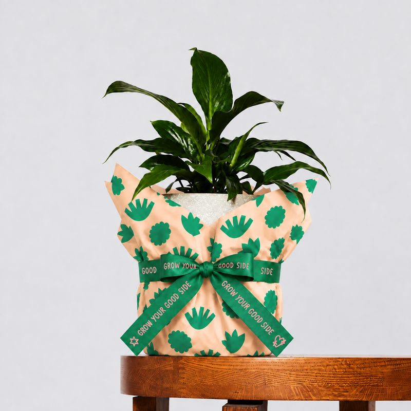 Peace Lily and Pot Gift (Medium)