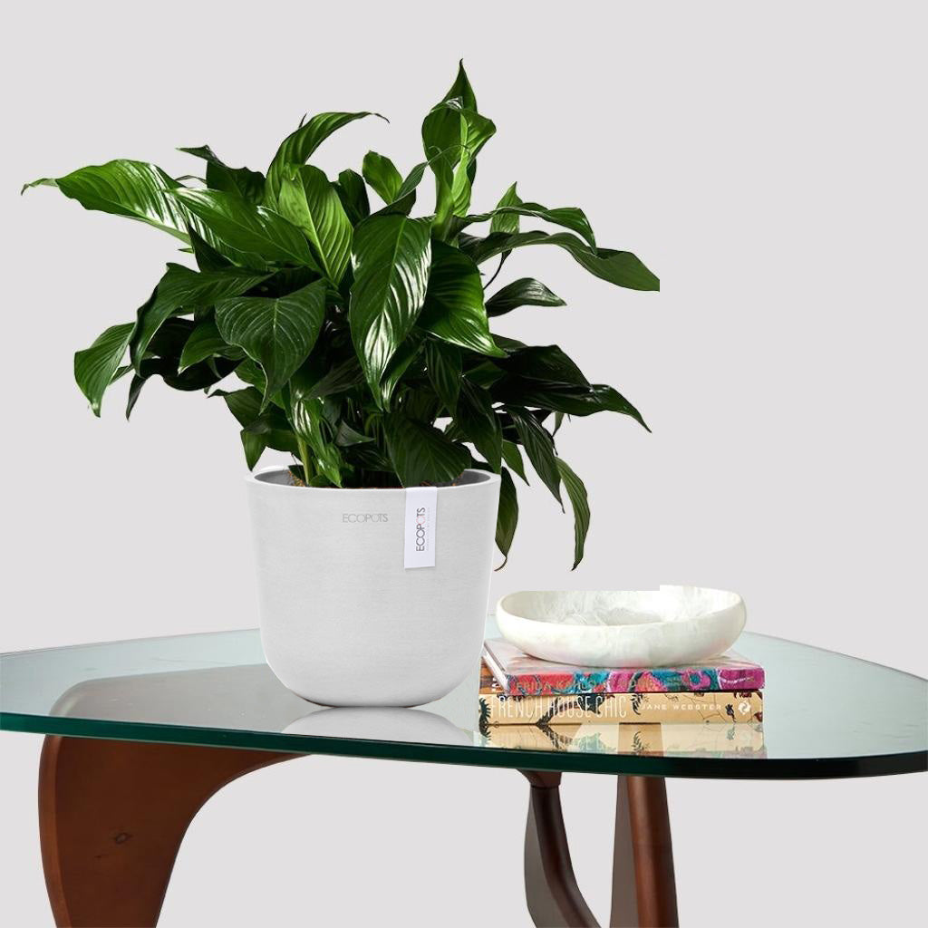 Beautiful green leaf Peace Lily in a White Pot