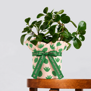 Peperomia Baby Rubber plant and pot gift in peach leaf-pattern wrapping with a printed green ribbon on a wooden table.