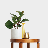 Peperomia Red Edge in Jardin Terrazzo Pot White on table with Accessories at The Good Plant Co