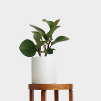 Peperomia Red Edge in Jardin Terrazzo Pot White on table at The Good Plant Co