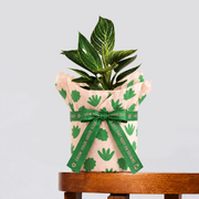 Philodendron Birkin and pot gift in peach leaf-pattern wrapping with a printed green ribbon on a wooden table.