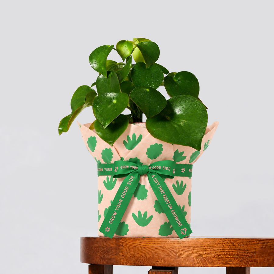 Raindrop Peperomia shown gift-wrapped in peach leaf-pattern tissue with a green printed ribbon on a wooden table