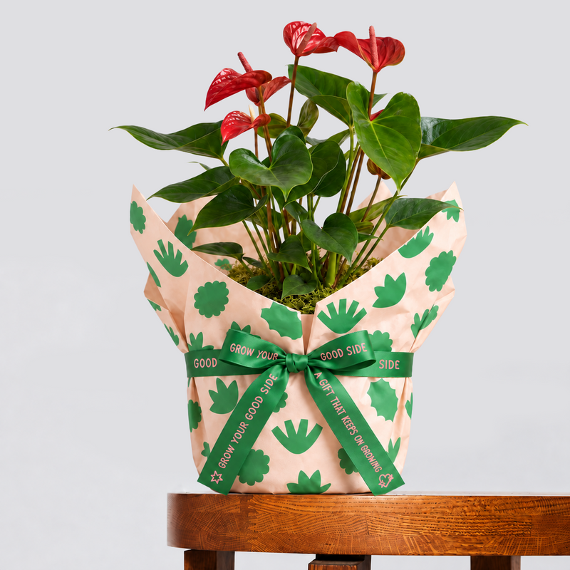 Red Anthurium and Pot Gift (Medium)