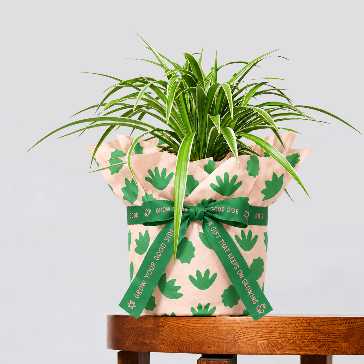 Spider Plant and pot gift in peach leaf-pattern wrapping with a printed green ribbon on a wooden table.